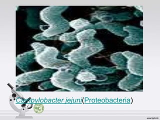 • Campylobacter jejuni(Proteobacteria)
 
