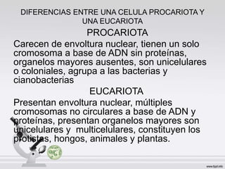 DIFERENCIAS ENTRE UNA CELULA PROCARIOTA Y
UNA EUCARIOTA
PROCARIOTA
Carecen de envoltura nuclear, tienen un solo
cromosoma a base de ADN sin proteínas,
organelos mayores ausentes, son unicelulares
o coloniales, agrupa a las bacterias y
cianobacterias
EUCARIOTA
Presentan envoltura nuclear, múltiples
cromosomas no circulares a base de ADN y
proteínas, presentan organelos mayores son
unicelulares y multicelulares, constituyen los
protistas, hongos, animales y plantas.
 
