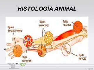 HISTOLOGÍA ANIMAL
 