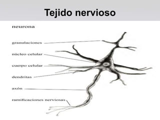 Tejido nervioso
 