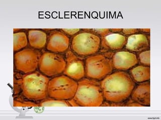 ESCLERENQUIMA
 