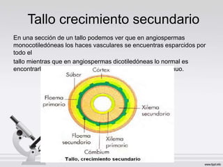 Tallo crecimiento secundario
En una sección de un tallo podemos ver que en angiospermas
monocotiledóneas los haces vasculares se encuentras esparcidos por
todo el
tallo mientras que en angiospermas dicotiledóneas lo normal es
encontrarlos formando un cilindro continuo o bien discontinuo.
 