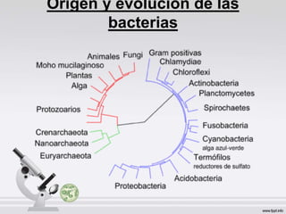 Origen y evolución de las
bacterias
 