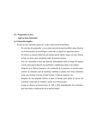 5.2. Preparado en seco
Aquí se usan colorantes
a). Coloración simple.-
Se usa un solo colorante puede ser acido o base (azul de metileno)
- En este tipo de preparado se uso como muestra la mucosa labial, para observar
en el microscopio su morfología, y para ello se siguió los siguientes pasos.
- Se coloco la mucosa labial en una lámina porta objeto, luego con otra lámina
se hizo un frotis, para extenderla sobre la primera lamina.
- Una vez extendida se hizo una fijación, flameándole sobre el fuego de manera
vaivén, para que la fijación sea uniforme y rápida para matar a las células.
- Después de la fijación pasamos a la coloración de la muestra, en nuestra mesa
usamos el colorante azul de metileno; también se puede usar otros colorantes
como son: Eosina, Fucsina, Cristal violeta, Verde de metileno, etc.
- Después de una pequeña tinción se paso al lavado para quitar el exceso de
colorante y para que se visualice, mejor en el microscopio.
- Luego se observo al microscopio en 10X y 40X, dependiendo de la muestra,
para una mejor visualización de la mucosa labial..
 