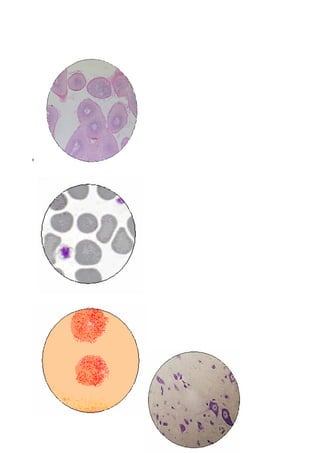 Color Estructural Biologia general coloraciones microscopicas | DOC