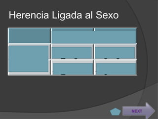 Herencia Ligada al Sexo

         XE       Xe
Xe       XEXe     XeXe
Y        XEY      XeY


                          NEXT
 