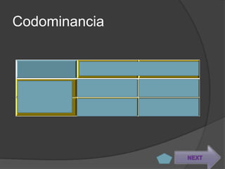 Codominancia


        B      N
B       BB     BN
N       BN     NN


                    NEXT
 