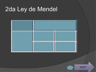 2da Ley de Mendel

         A      a

  A      AA     Aa

  a      Aa     aa




                     NEXT
 