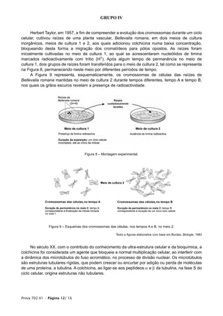 GRUPO IV
Herbert Taylor, em 1957, a fim de compreender a evolução dos cromossomas durante um ciclo
celular, cultivou raízes de uma planta vascular, Bellevalia romana, em dois meios de cultura
inorgânicos, meios de cultura 1 e 2, aos quais adicionou colchicina numa baixa concentração,
bloqueando desta forma a migração dos cromatídeos para pólos opostos. As raízes foram
inicialmente cultivadas no meio de cultura 1, ao qual se acrescentaram nucleótidos de timina
marcados radioactivamente com trítio (H3
). Após algum tempo de permanência no meio de
cultura 1, dois grupos de raízes foram transferidos para o meio de cultura 2, tal como se representa
na Figura 8, permanecendo neste meio por diferentes períodos de tempo.
A Figura 9 representa, esquematicamente, os cromossomas de células das raízes de
Bellevalia romana mantidas no meio de cultura 2 durante tempos diferentes, tempo A e tempo B,
nos quais os grãos escuros revelam a presença de radioactividade.
Figura 8 – Montagem experimental.
Figura 9 – Esquemas dos cromossomas das células, nos tempos A e B, no meio 2.
Texto e figuras elaborados com base em Bordas, Biologie, 1983
No século XX, com o contributo do conhecimento da ultra-estrutura celular e da bioquímica, a
colchicina foi considerada um agente que bloqueia a normal multiplicação celular, ao interferir com
a dinâmica dos microtúbulos do fuso acromático, no processo de divisão nuclear. Os microtúbulos
são estruturas tubulares rígidas, que podem crescer ou encurtar por adição ou perda de moléculas
de uma proteína, a tubulina. A colchicina, ao ligar-se aos peptídeos α e β da tubulina, na fase S do
ciclo celular, origina estruturas não tubulares.
Prova 702.V1 • Página 12/ 16
 