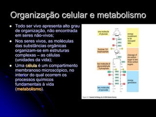 Organização celular e metabolismo
   Todo ser vivo apresenta alto grau
    de organização, não encontrada
    em seres não-vivos;
   Nos seres vivos, as moléculas
    das substâncias orgânicas
    organizam-se em estruturas
    complexas – as células
    (unidades da vida);
   Uma célula é um compartimento
    membranoso microscópico, no
    interior do qual ocorrem os
    processos químicos
    fundamentais à vida
    (metabolismo).
 