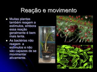 Reação e movimento
   Muitas plantas
    também reagem a
    estímulos, embora
    essa reação
    geralmente é bem
    mais lenta.
   As bactérias não
    reagem a
    estímulos e não
    são capazes de se
    movimentar
    ativamente.
 