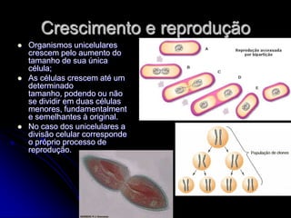 Crescimento e reprodução
   Organismos unicelulares
    crescem pelo aumento do
    tamanho de sua única
    célula;
   As células crescem até um
    determinado
    tamanho, podendo ou não
    se dividir em duas células
    menores, fundamentalment
    e semelhantes à original.
   No caso dos unicelulares a
    divisão celular corresponde
    o próprio processo de
    reprodução.
 
