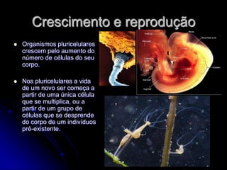 Crescimento e reprodução
   Organismos pluricelulares
    crescem pelo aumento do
    número de células do seu
    corpo.

   Nos pluricelulares a vida
    de um novo ser começa a
    partir de uma única célula
    que se multiplica, ou a
    partir de um grupo de
    células que se desprende
    do corpo de um indivíduos
    pré-existente.
 