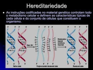 Hereditariedade
   As instruções codificadas no material genético controlam todo
    o metabolismo celular e definem as características típicas de
    cada célula e do conjunto de células que constituem o
    organismo.
 