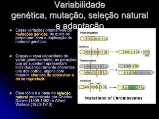Variabilidade
genética, mutação, seleção natural

                       e adaptação
 Essas variações originam-se de
    mutações gênicas, as quais se
    perpetuam com a duplicação do
    material genético.


   Graças a essa capacidade de
    variar geneticamente, as gerações
    que se sucedem apresentam
    indivíduos ligeiramente diferentes
    uns dos outros, alguns com
    maiores chances de sobreviver e
    de se reproduzir.


   Essa idéia é a base da seleção
    natural preconizada por Charles
    Darwin (1809-1882) e Alfred
    Wallace (1823-1913).
 