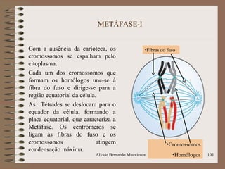 METÁFASE-I
Com a ausência da carioteca, os
cromossomos se espalham pelo
citoplasma.
Cada um dos cromossomos que
formam os homólogos une-se à
fibra do fuso e dirige-se para a
região equatorial da célula.
As Tétrades se deslocam para o
equador da célula, formando a
placa equatorial, que caracteriza a
Metáfase. Os centrómeros se
ligam às fibras do fuso e os
cromossomos atingem
condensação máxima.
101
•Cromossomos
•Homólogos
•Fibras do fuso
Alvido Bernardo Muaviraca
 