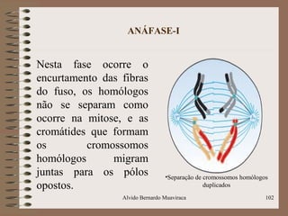 ANÁFASE-I
Nesta fase ocorre o
encurtamento das fibras
do fuso, os homólogos
não se separam como
ocorre na mitose, e as
cromátides que formam
os cromossomos
homólogos migram
juntas para os pólos
opostos.
Alvido Bernardo Muaviraca 102
•Separação de cromossomos homólogos
duplicados
 
