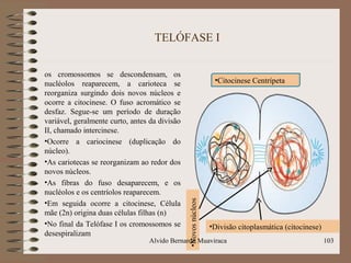 TELÓFASE I
os cromossomos se descondensam, os
nucléolos reaparecem, a carioteca se
reorganiza surgindo dois novos núcleos e
ocorre a citocinese. O fuso acromático se
desfaz. Segue-se um período de duração
variável, geralmente curto, antes da divisão
II, chamado intercinese.
•Ocorre a cariocinese (duplicação do
núcleo).
•As cariotecas se reorganizam ao redor dos
novos núcleos.
•As fibras do fuso desaparecem, e os
nucléolos e os centríolos reaparecem.
•Em seguida ocorre a citocinese, Célula
mãe (2n) origina duas células filhas (n)
•No final da Telófase I os cromossomos se
desespiralizam
103
•Citocinese Centrípeta
•Novosnúcleos
•Divisão citoplasmática (citocinese)
Alvido Bernardo Muaviraca
 