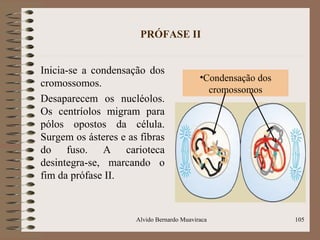 PRÓFASE II
Inicia-se a condensação dos
cromossomos.
Desaparecem os nucléolos.
Os centríolos migram para
pólos opostos da célula.
Surgem os ásteres e as fibras
do fuso. A carioteca
desintegra-se, marcando o
fim da prófase II.
Alvido Bernardo Muaviraca 105
•Condensação dos
cromossomos
 
