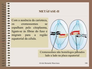 METÁFASE-II
Com a ausência da carioteca,
os cromossomos se
espalham pelo citoplasma,
ligam-se às fibras do fuso e
migram para a região
equatorial da célula.
Alvido Bernardo Muaviraca 106
Cromossomos não homólogos pareados
lado a lado na placa equatorial
 