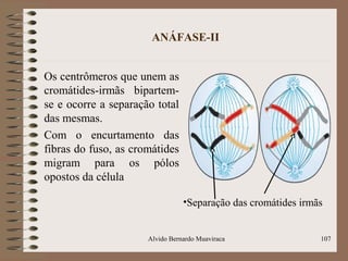 ANÁFASE-II
Os centrômeros que unem as
cromátides-irmãs bipartem-
se e ocorre a separação total
das mesmas.
Com o encurtamento das
fibras do fuso, as cromátides
migram para os pólos
opostos da célula
Alvido Bernardo Muaviraca 107
•Separação das cromátides irmãs
 