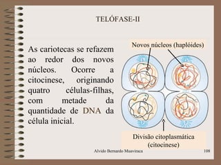 TELÓFASE-II
As cariotecas se refazem
ao redor dos novos
núcleos. Ocorre a
citocinese, originando
quatro células-filhas,
com metade da
quantidade de DNA da
célula inicial.
Alvido Bernardo Muaviraca 108
Novos núcleos (haplóides)
Divisão citoplasmática
(citocinese)
 