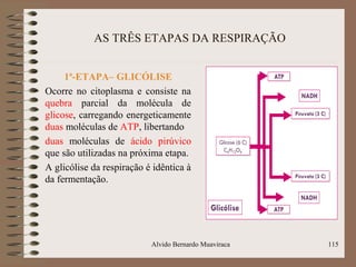 AS TRÊS ETAPAS DA RESPIRAÇÃO
1ª-ETAPA– GLICÓLISE
Ocorre no citoplasma e consiste na
quebra parcial da molécula de
glicose, carregando energeticamente
duas moléculas de ATP, libertando
duas moléculas de ácido pirúvico
que são utilizadas na próxima etapa.
A glicólise da respiração é idêntica à
da fermentação.
Alvido Bernardo Muaviraca 115
 