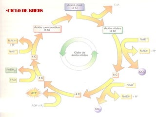 Alvido Bernardo Muaviraca 117
•CICLODE KREBS
 