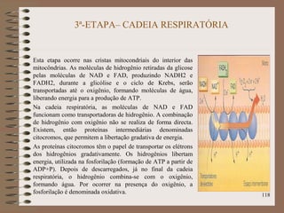 3ª-ETAPA– CADEIA RESPIRATÓRIA
Esta etapa ocorre nas cristas mitocondriais do interior das
mitocôndrias. As moléculas de hidrogênio retiradas da glicose
pelas moléculas de NAD e FAD, produzindo NADH2 e
FADH2, durante a glicólise e o ciclo de Krebs, serão
transportadas até o oxigênio, formando moléculas de água,
liberando energia para a produção de ATP.
Na cadeia respiratória, as moléculas de NAD e FAD
funcionam como transportadoras de hidrogênio. A combinação
de hidrogênio com oxigênio não se realiza de forma directa.
Existem, então proteínas intermediárias denominadas
citocromos, que permitem a libertação gradativa de energia.
As proteínas citocromos têm o papel de transportar os elétrons
dos hidrogênios gradativamente. Os hidrogênios libertam
energia, utilizada na fosforilação (formação de ATP a partir de
ADP+P). Depois de descarregados, já no final da cadeia
respiratória, o hidrogênio combina-se com o oxigênio,
formando água. Por ocorrer na presença do oxigênio, a
fosforilação é denominada oxidativa. 118
 