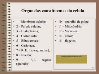 Organelas constituentes da celula
• 1 – Membrana celular;
• 2 – Parede celular;
• 3 – Hialoplasma;
• 4 – Cloroplasto;
• 5 – Ribossomas;
• 6 – Carioteca;
• 7 – R. E. liso (agranular);
• 8 – Nucléo;
• 9 – R.E. rugoso
(granular);
• 10 – aparelho de golge;
• 11 – Mitocôndria;
• 12 – Vacúolos;
• 14 – cilios;
• 15 – flagelos.
12
Alvido Bernardo Muaviraca
 