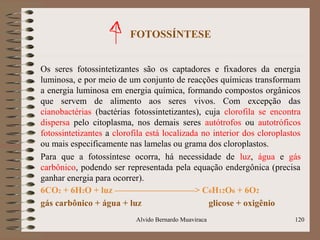 FOTOSSÍNTESE
Os seres fotossintetizantes são os captadores e fixadores da energia
luminosa, e por meio de um conjunto de reacções químicas transformam
a energia luminosa em energia química, formando compostos orgânicos
que servem de alimento aos seres vivos. Com excepção das
cianobactérias (bactérias fotossintetizantes), cuja clorofila se encontra
dispersa pelo citoplasma, nos demais seres autótrofos ou autotróficos
fotossintetizantes a clorofila está localizada no interior dos cloroplastos
ou mais especificamente nas lamelas ou grama dos cloroplastos.
Para que a fotossíntese ocorra, há necessidade de luz, água e gás
carbônico, podendo ser representada pela equação endergônica (precisa
ganhar energia para ocorrer).
6CO2 + 6H2O + luz —————————> C6H12O6 + 6O2
gás carbônico + água + luz glicose + oxigênio
Alvido Bernardo Muaviraca 120
 