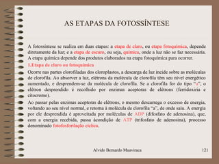 AS ETAPAS DA FOTOSSÍNTESE
A fotossíntese se realiza em duas etapas: a etapa de claro, ou etapa fotoquímica, depende
diretamente da luz; e a etapa de escuro, ou seja, química, onde a luz não se faz necessária.
A etapa química depende dos produtos elaborados na etapa fotoquímica para ocorrer.
1.Etapa de claro ou fotoquímica
Ocorre nas partes clorofiladas dos cloroplastos, a descarga de luz incide sobre as moléculas
de clorofila. Ao absorver a luz, elétrons da molécula de clorofila têm seu nível energético
aumentado, e desprendem-se da molécula de clorofila. Se a clorofila for do tipo “a”, o
elétron desprendido é recolhido por enzimas aceptoras de elétrons (ferridoxiria e
citocromo).
Ao passar pelas enzimas aceptoras de elétrons, o mesmo descarrega o excesso de energia,
voltando ao seu nível normal, e retorna à molécula de clorofila “a”, de onde saiu. A energia
por ele desprendida é aproveitada por moléculas de ADP (difosfato de adenosina), que,
com a energia recebida, passa àcondição de ATP (trifosfato de adenosina), processo
denominado fotofosforilação cíclica.
Alvido Bernardo Muaviraca 121
 