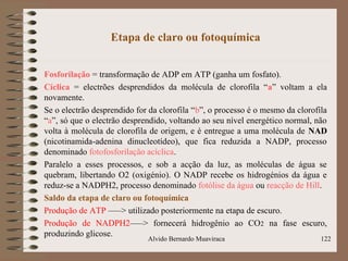 Etapa de claro ou fotoquímica
Fosforilação = transformação de ADP em ATP (ganha um fosfato).
Cíclica = electrões desprendidos da molécula de clorofila “a” voltam a ela
novamente.
Se o electrão desprendido for da clorofila “b”, o processo é o mesmo da clorofila
“a”, só que o electrão desprendido, voltando ao seu nível energético normal, não
volta à molécula de clorofila de origem, e é entregue a uma molécula de NAD
(nicotinamida-adenina dinucleotídeo), que fica reduzida a NADP, processo
denominado fotofosforilação acíclica.
Paralelo a esses processos, e sob a acção da luz, as moléculas de água se
quebram, libertando O2 (oxigénio). O NADP recebe os hidrogénios da água e
reduz-se a NADPH2, processo denominado fotólise da água ou reacção de Hill.
Saldo da etapa de claro ou fotoquímica
Produção de ATP –––> utilizado posteriormente na etapa de escuro.
Produção de NADPH2–––> fornecerá hidrogênio ao CO2 na fase escuro,
produzindo glicose.
Alvido Bernardo Muaviraca 122
 