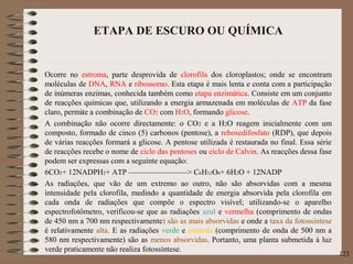 ETAPA DE ESCURO OU QUÍMICA
Ocorre no estroma, parte desprovida de clorofila dos cloroplastos; onde se encontram
moléculas de DNA, RNA e ribossomo. Esta etapa é mais lenta e conta com a participação
de inúmeras enzimas, conhecida também como etapa enzimática. Consiste em um conjunto
de reacções químicas que, utilizando a energia armazenada em moléculas de ATP da fase
claro, permite a combinação de CO2 com H2O, formando glicose.
A combinação não ocorre directamente: o CO2 e a H2O reagem inicialmente com um
composto, formado de cinco (5) carbonos (pentose), a rebosedifosfato (RDP), que depois
de várias reacções formará a glicose. A pentose utilizada é restaurada no final. Essa série
de reacções recebe o nome de ciclo das pentoses ou ciclo de Calvin. As reacções dessa fase
podem ser expressas com a seguinte equação:
6CO2+ 12NADPH2+ ATP –––——————> C6H12O6+ 6H2O + 12NADP
As radiações, que vão de um extremo ao outro, não são absorvidas com a mesma
intensidade pela clorofila, medindo a quantidade de energia absorvida pela clorofila em
cada onda de radiações que compõe o espectro visível; utilizando-se o aparelho
espectrofotômetro, verificou-se que as radiações azul e vermelha (comprimento de ondas
de 450 nm a 700 nm respectivamente) são as mais absorvidas e onde a taxa da fotossíntese
é relativamente alta. E as radiações verde e amarela (comprimento de onda de 500 nm a
580 nm respectivamente) são as menos absorvidas. Portanto, uma planta submetida à luz
verde praticamente não realiza fotossíntese.
123
 