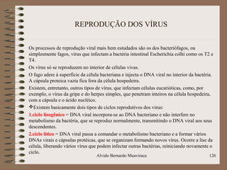 REPRODUÇÃO DOS VÍRUS
Os processos de reprodução viral mais bem estudados são os dos bacteriófagos, ou
simplesmente fagos, vírus que infectam a bactéria intestinal Escherichia colhi como os T2 e
T4.
Os vírus só se reproduzem no interior de células vivas.
O fago adere à superfície da célula bacteriana e injecta o DNA viral no interior da bactéria.
A cápsula proteica vazia fica fora da célula hospedeira.
Existem, entretanto, outros tipos de vírus, que infectam células eucarióticas, como, por
exemplo, o vírus da gripe e do herpes simples, que penetram inteiros na célula hospedeira,
com a cápsula e o ácido nucléico.
Existem basicamente dois tipos de ciclos reprodutivos dos virus:
1.ciclo lisogênico = DNA viral incorpora-se ao DNA bacteriano e não interfere no
metabolismo da bactéria, que se reproduz normalmente, transmitindo o DNA viral aos seus
descendentes.
2.ciclo lítico = DNA viral passa a comandar o metabolismo bacteriano e a formar vários
DNAs virais e cápsulas protéicas, que se organizam formando novos vírus. Ocorre a lise da
célula, liberando vários vírus que podem infectar outras bactérias, reiniciando novamente o
ciclo.
Alvido Bernardo Muaviraca 126
 