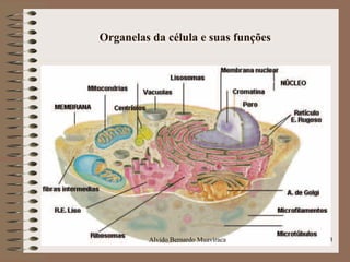 Organelas da célula e suas funções
13Alvido Bernardo Muaviraca
 