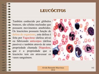 LEUCÓCITOSLEUCÓCITOS
Também conhecido por glóbulos
brancos, são células nucleadas que
possuem movimentos amebóides.
Os leucócitos possuem função de
defesa do organismo, esta defesa é
feita por Fagocitose (defesa ativa)
ou fabricando anticorpos (defesa
passiva) e também através de uma
propriedade chamada Diapedese,
que é a propriedade que o
leucócito tem em atravessar os
vasos sanguíneos.
Alvido Bernardo Muaviraca
2014
142
 