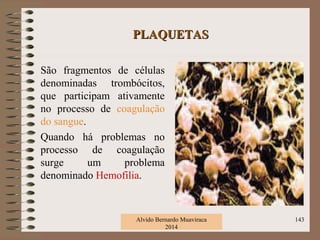 PLAQUETASPLAQUETAS
São fragmentos de células
denominadas trombócitos,
que participam ativamente
no processo de coagulação
do sangue.
Quando há problemas no
processo de coagulação
surge um problema
denominado Hemofilia.
Alvido Bernardo Muaviraca
2014
143
 