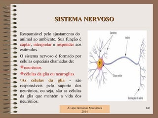 SISTEMA NERVOSOSISTEMA NERVOSO
Responsável pelo ajustamento do
animal ao ambiente. Sua função é
captar, interpretar e responder aos
estímulos.
O sistema nervoso é formado por
células especiais chamadas de:
neurônios
células da glia ou neuroglias.
•As células da glia - são
responsáveis pelo suporte dos
neurônios, ou seja, são as células
da glia que mantém a vida dos
neurônios.
Alvido Bernardo Muaviraca
2014
147
 