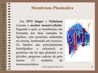 Membrana Plasmatica
Em 1972 Singer e Nicholson
criaram o modelo mosaico-fluido.
Segundo o qual, as membranas são
formadas por duas camadas de
lipídios, com proteínas embutidas
na mesma, lembrando um mosaico.
Os lipídios são principalmente
fosfolipídios e colesterol; as
proteínas são do tipo globular e os
glícidos, pequenas cadeias de pelo
menos 15 unidades de
monossacarídeos.
15Alvido Bernardo Muaviraca
 