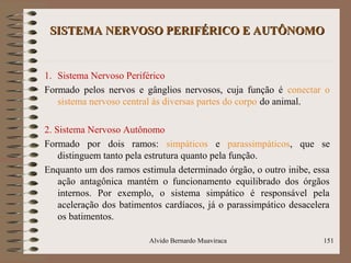 SISTEMA NERVOSO PERIFÉRICO E AUTÔNOMOSISTEMA NERVOSO PERIFÉRICO E AUTÔNOMO
1. Sistema Nervoso Periférico
Formado pelos nervos e gânglios nervosos, cuja função é conectar o
sistema nervoso central às diversas partes do corpo do animal.
2. Sistema Nervoso Autônomo
Formado por dois ramos: simpáticos e parassimpáticos, que se
distinguem tanto pela estrutura quanto pela função.
Enquanto um dos ramos estimula determinado órgão, o outro inibe, essa
ação antagônica mantém o funcionamento equilibrado dos órgãos
internos. Por exemplo, o sistema simpático é responsável pela
aceleração dos batimentos cardíacos, já o parassimpático desacelera
os batimentos.
Alvido Bernardo Muaviraca 151
 