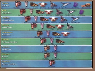 Alvido Bernardo Muaviraca 157
 