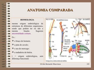 ANATOMIA COMPARADAANATOMIA COMPARADA
HOMOLOGIA
mesma origem embriológica de
estruturas de diferentes organismos,
sendo que podem ter ou não a
mesma função. Sugerem
ancestralidade comum.
Ex.:
 o braço do homem;
 a pata do cavalo;
 a asa do morcego:
 a nadadeira da baleia.
( = origem embriológica, sem
diferença funcional)
Alvido Bernardo Muaviraca 185
 