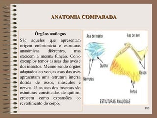 ANATOMIA COMPARADAANATOMIA COMPARADA
Órgãos análogos
São aqueles que apresentam
origem embrionária e estruturas
anatómicas diferentes, mas
exercem a mesma função. Como
exemplos temos as asas das aves e
dos insectos. Mesmo sendo órgãos
adaptados ao voo, as asas das aves
apresentam uma estrutura interna
dotada de ossos, músculos e
nervos. Já as asas dos insectos são
estruturas constituídas de quitina,
crescem como expansões do
revestimento do corpo.
186
 