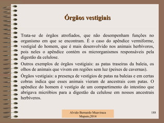 Órgãos vestigiaisÓrgãos vestigiais
Trata-se de órgãos atrofiados, que não desempenham funções no
organismo em que se encontram. É o caso do apêndice vermiforme,
vestigial do homem, que é mais desenvolvido nos animais herbívoros,
pois neles o apêndice contém os microrganismos responsáveis pela
digestão da celulose.
Outros exemplos de órgãos vestigiais: as patas traseiras da baleia, os
olhos de animais que vivem em regiões sem luz (peixes de cavernas).
Órgãos vestigiais: a presença de vestígios de patas na baleias e em certas
cobras indica que esses animais vieram de ancestrais com patas. O
apêndice do homem é vestígio de um compartimento do intestino que
abrigava micróbios para a digestão da celulose em nossos ancestrais
herbíveros.
Alvido Bernardo Muaviraca
Maputo,2014
188
 