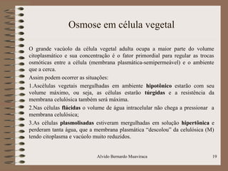 Osmose em célula vegetal
O grande vacúolo da célula vegetal adulta ocupa a maior parte do volume
citoplasmático e sua concentração é o fator primordial para regular as trocas
osmóticas entre a célula (membrana plasmática-semipermeável) e o ambiente
que a cerca.
Assim podem ocorrer as situações:
1.Ascélulas vegetais mergulhadas em ambiente hipotônico estarão com seu
volume máximo, ou seja, as células estarão túrgidas e a resistência da
membrana celulósica também será máxima.
2.Nas células flácidas o volume de água intracelular não chega a pressionar a
membrana celulósica;
3.As células plasmolisadas estiveram mergulhadas em solução hipertônica e
perderam tanta água, que a membrana plasmática “descolou” da celulósica (M)
tendo citoplasma e vacúolo muito reduzidos.
Alvido Bernardo Muaviraca 19
 