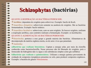 SchizophytasSchizophytas ((bactérias)bactérias)
QUANTO À RESPIRAÇÃO AS BACTÉRIAS PODEM SER:
Aeróbica: dependem do oxigênio para sobreviver. Exemplo: bacilo de Koch.
Anaeróbica obrigatória: sobrevivem somente na ausência do oxigênio. São as bactérias
fermentadoras. Exemplo: bacilo tetânico.
Anaeróbica facultativa: sobrevivem, com ou sem oxigênio. Se houver oxigênio, realizam
a respiração aeróbica, caso contrário realizam a fermentação. Exemplo: os lactobacilos.
QUANTO À ALIMENTAÇÃO AS BACTÉRIAS PODEM SER:
Heterótrofas: pertence a esse grupo a grande maioria das bactérias. Alimentam-se da
decomposição da matéria orgânica morta, ou de seres vivos que parasitam.
Autótrofas:
a)Bactérias que realizam fotossíntese. Captam a energia solar, por meio da clorofila
conhecida como bacterioclorofila. Nesse processo não há liberação de oxigênio, pois o
fornecedor de hidrogênio não é a água e sim substâncias simples como gás sulfídrico
b)Bactérias que realizam a quimiossíntese. Utilizam a energia química proveniente da
oxidação de compostos inorgânicos presentes no solo, para produzir compostos orgânicos.
Exemplo: a bactéria do gênero Nitrosomoras.
195
 