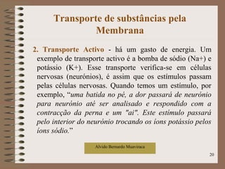 Transporte de substâncias pela
Membrana
2. Transporte Activo - há um gasto de energia. Um
exemplo de transporte activo é a bomba de sódio (Na+) e
potássio (K+). Esse transporte verifica-se em células
nervosas (neurónios), é assim que os estímulos passam
pelas células nervosas. Quando temos um estímulo, por
exemplo, “uma batida no pé, a dor passará de neurónio
para neurónio até ser analisado e respondido com a
contracção da perna e um "ai". Este estímulo passará
pelo interior do neurónio trocando os íons potássio pelos
íons sódio.”
Alvido Bernardo Muaviraca
20
 