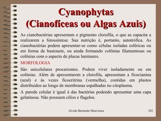 CyanophytasCyanophytas
(Cianofíceas ou Algas Azuis)(Cianofíceas ou Algas Azuis)
As cianobactérias apresentam o pigmento clorofila, o que as capacita a
realizarem a fotossíntese. Sua nutrição é, portanto, autotrófica. As
cianobactérias podem apresentar-se como células isoladas esféricas ou
em forma de bastonete, ou ainda formando colônias filamentosas ou
colônias com o aspecto de placas laminares.
MORFOLOGIA
São unicelulares procariontes. Podem viver isoladamente ou em
colônias. Além de apresentarem a clorofila, apresentam a ficocianina
(azul) e às vezes ficoeritrina (vermelha), contidas em plastos
distribuídos ao longo de membranas espalhadas no citoplasma.
A parede celular é igual à das bactérias podendo apresentar uma capa
gelatinosa. Não possuem cílios e flagelos.
Alvido Bernardo Muaviraca 201
 