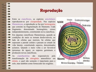 ReproduçãoReprodução
Entre as cianofíceas, as espécies unicelulares
reproduzem-se por cissiparidade. Nas espécies
filamentosas, a reprodução se faz por hormogonia,
que consiste na fragmentação do filamento. Cada
fragmento, denominado hormogônio, cresce
independentemente, constituindo nova cianofícea.
Em algumas cianofíceas filamentosas, quando as
condições do meio se tornam desfavoráveis, ao
lado de células que morrem, há células que
espessam a parede celular e passam ao estado de
vida latente, constituindo esporos, denominados
acinetos. Quando o meio volta a ser favorável
(presença de água), os esporos germinam e
produzem novas cianofíceas.
As cianobactérias são responsáveis pela
transformação do nitrogênio atmosférico em
nitrato, o qual não somente é importante para o
solo, mas também como fornecedor de oxigênio.
202
 